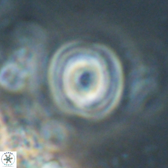 Toweius gephyra 59881