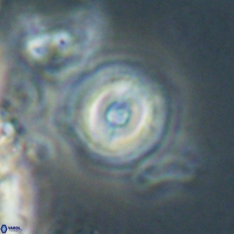 Toweius gephyra 59882