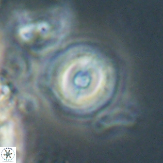 Toweius gephyra 59882