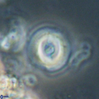 Toweius gephyra 59883