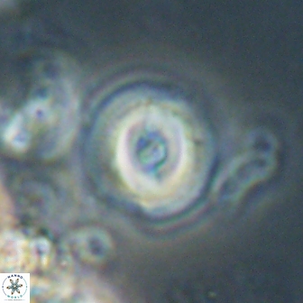Toweius gephyra 59883