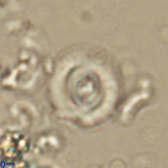 Toweius gephyra 59884