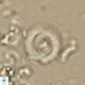 Toweius gephyra 59884