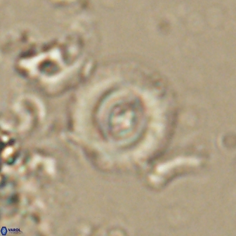 Toweius gephyra 59885