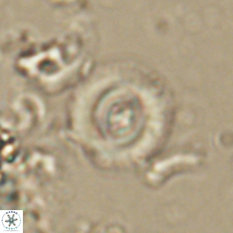 Toweius gephyra 59885