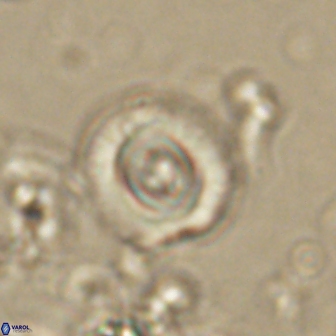 Toweius gephyra 59886