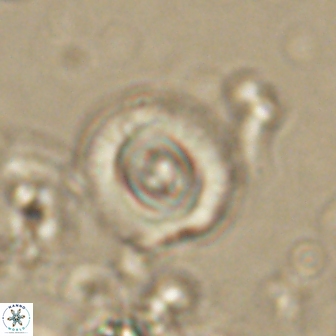 Toweius gephyra 59886