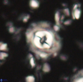 Toweius gephyra 59887