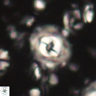 Toweius gephyra 59887