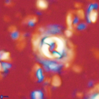Toweius gephyra 59888