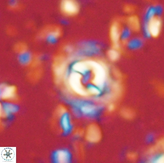 Toweius gephyra 59888