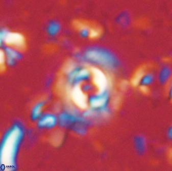 Toweius gephyra 59889