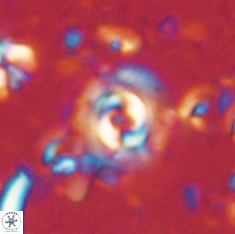 Toweius gephyra 59889