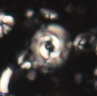 Toweius gephyra 59890