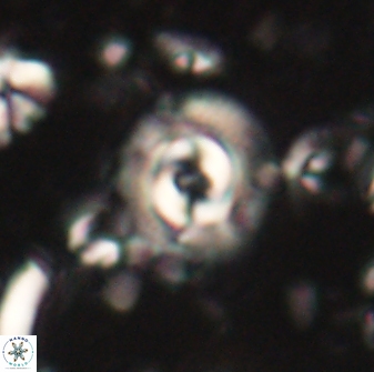 Toweius gephyra 59890