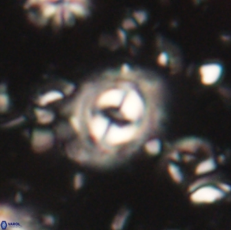 Toweius gephyra 59891