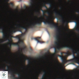 Toweius gephyra 59891