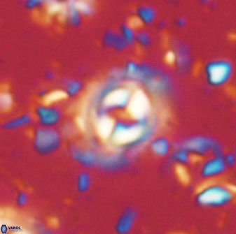 Toweius gephyra 59892