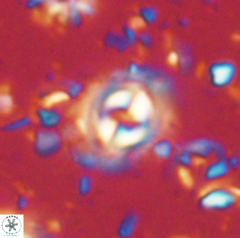 Toweius gephyra 59892
