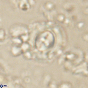 Toweius gephyra 59893