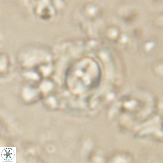 Toweius gephyra 59893