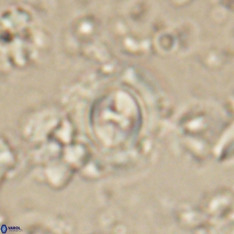 Toweius gephyra 59895