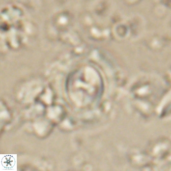 Toweius gephyra 59895