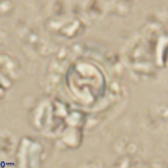 Toweius gephyra 59896