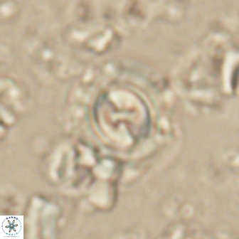 Toweius gephyra 59896