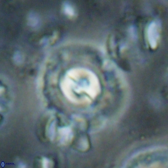 Toweius gephyra 59897