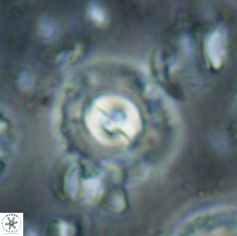 Toweius gephyra 59897