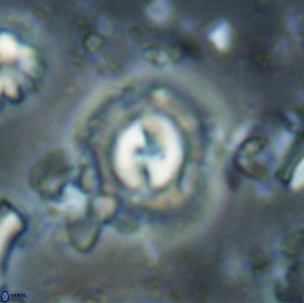 Toweius gephyra 59898