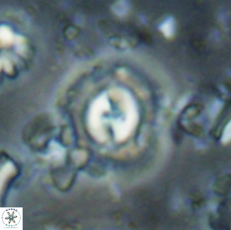 Toweius gephyra 59898