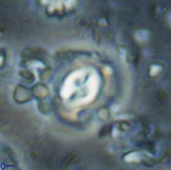 Toweius gephyra 59900