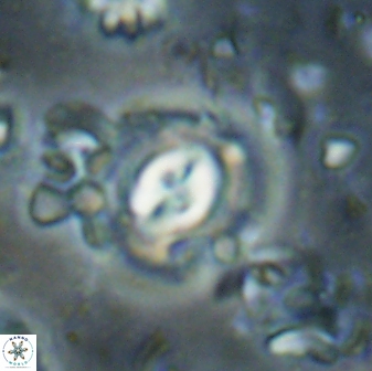Toweius gephyra 59900