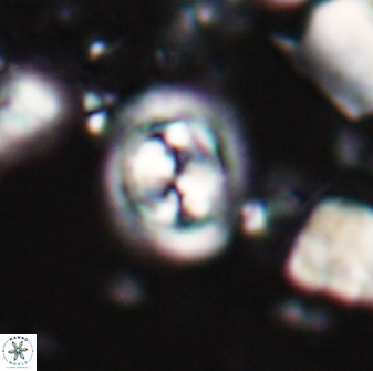 Toweius kleisto 22576