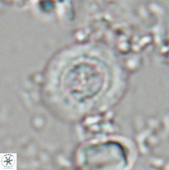 Toweius kleisto 22579