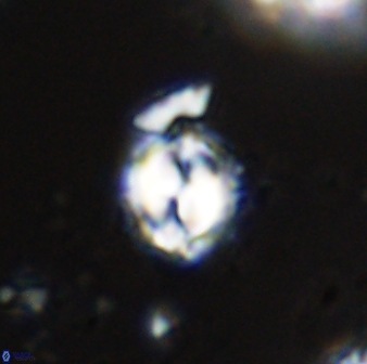 Toweius kleisto 42617