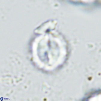 Toweius kleisto 42622
