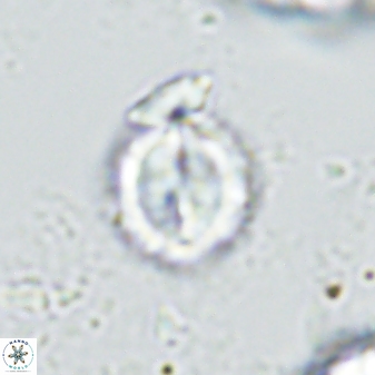 Toweius kleisto 42622