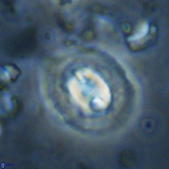 Toweius kleisto 43482