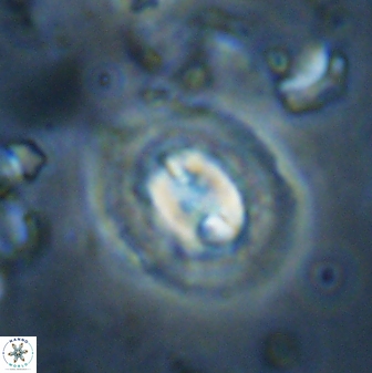 Toweius kleisto 43482