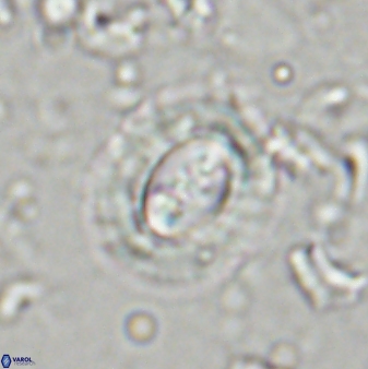 Toweius kleisto 43485