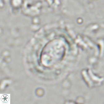 Toweius kleisto 43485