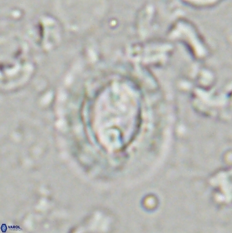 Toweius kleisto 43486