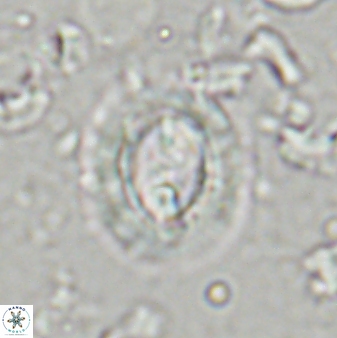Toweius kleisto 43486