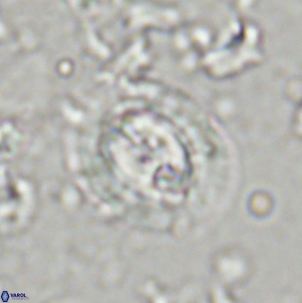 Toweius kleisto 43487