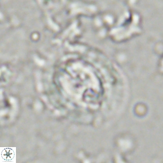 Toweius kleisto 43487