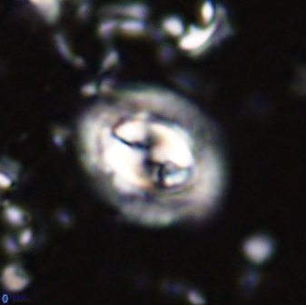 Toweius kleisto 43490