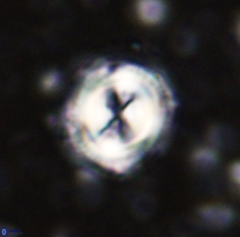 Toweius kleisto 43232